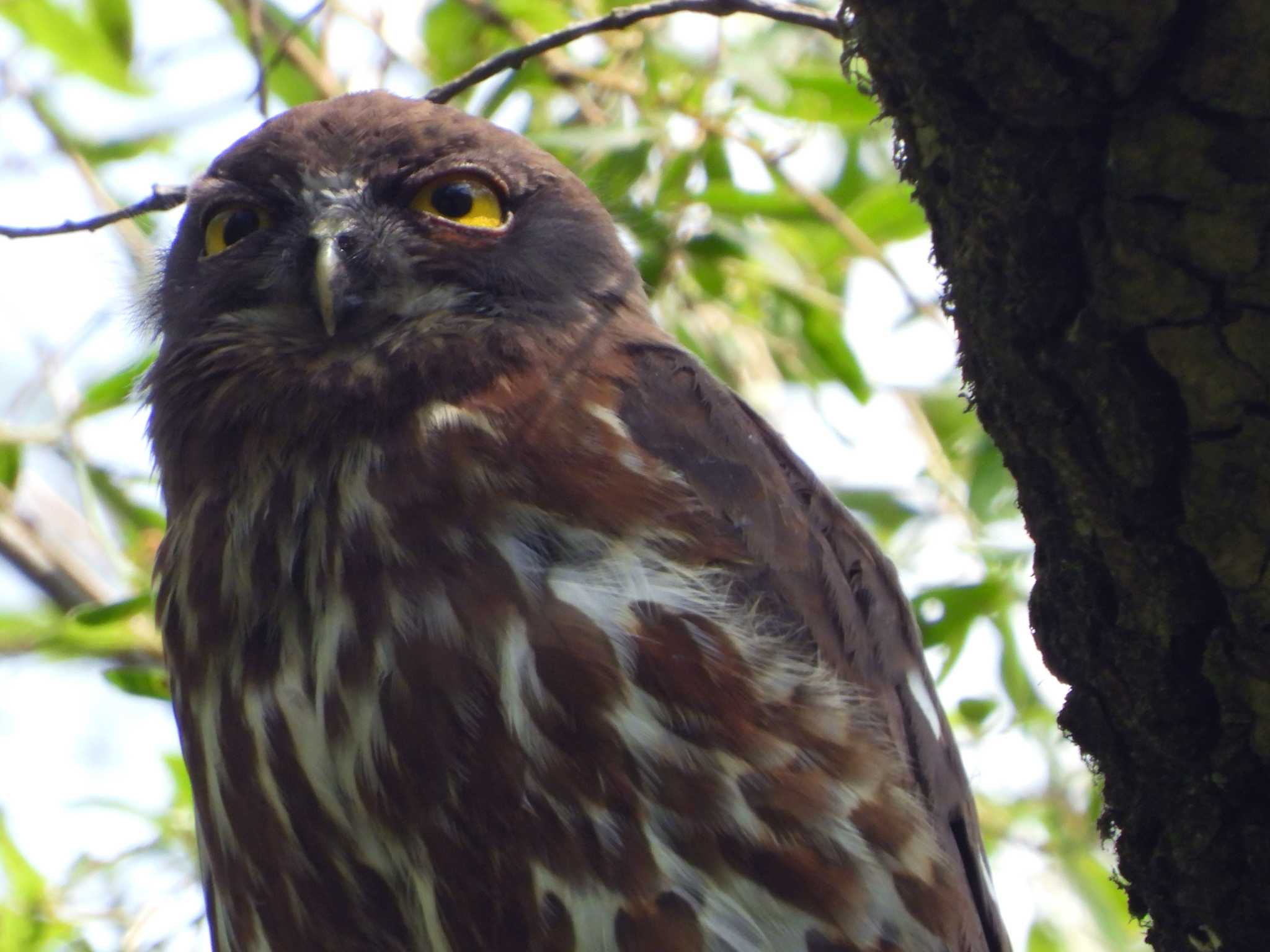 青葉山公園 アオバズクの写真 by ぴーさん