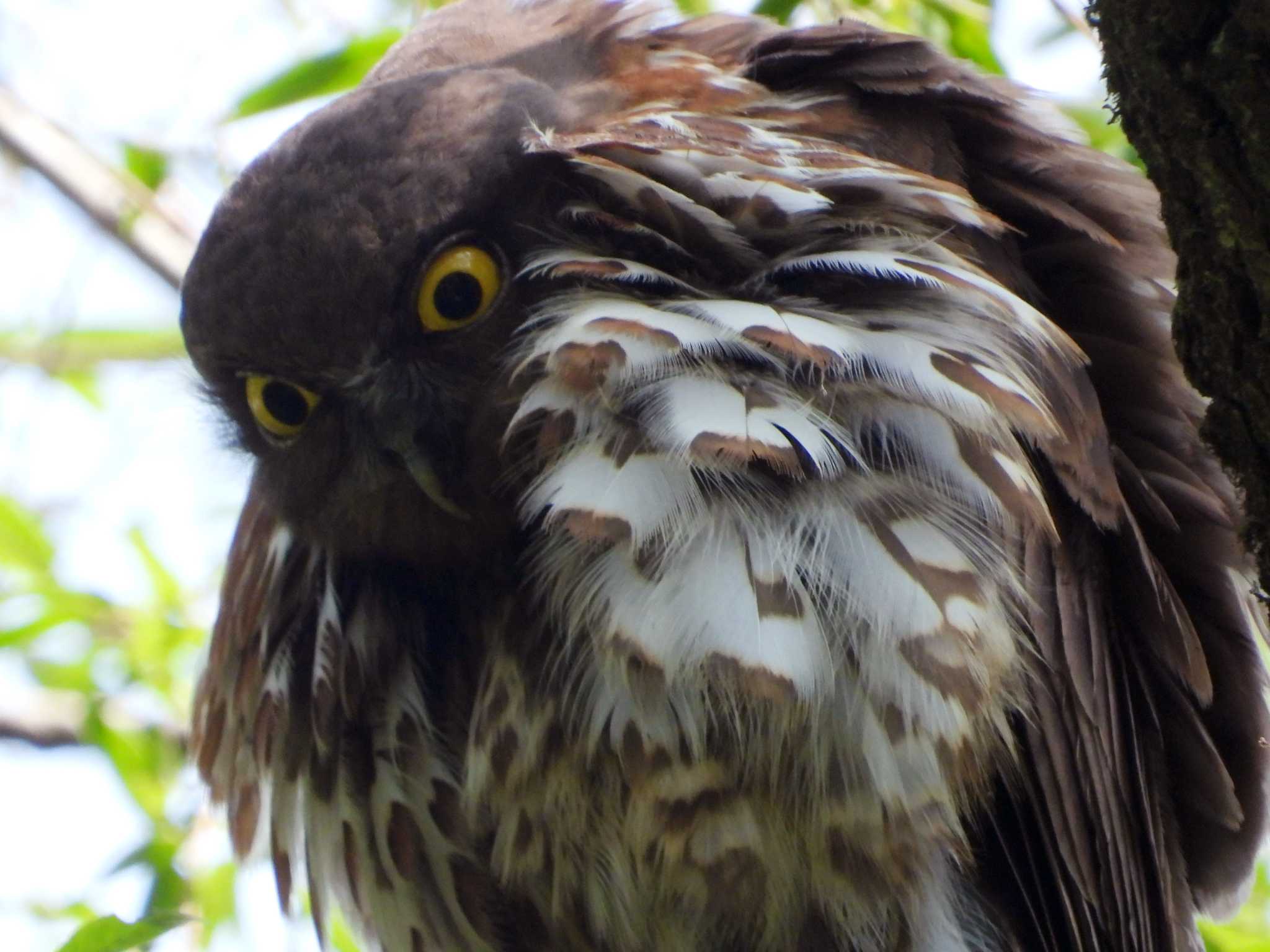 青葉山公園 アオバズクの写真 by ぴーさん