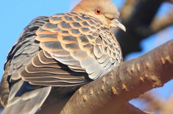 Oriental Turtle Dove 世田谷区の公園 Mon, 1/1/2018