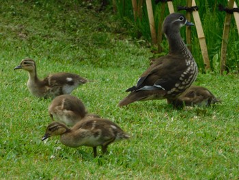 2022年6月19日(日) 中島公園の野鳥観察記録