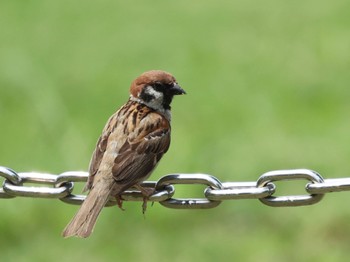 2022年6月20日(月) 新横浜公園の野鳥観察記録