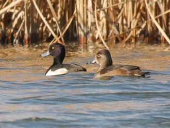 Ring-necked Duck Shin-yokohama Park Wed, 1/3/2018