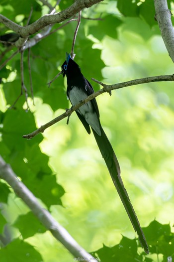 Black Paradise Flycatcher 八王子城跡 Mon, 6/13/2022