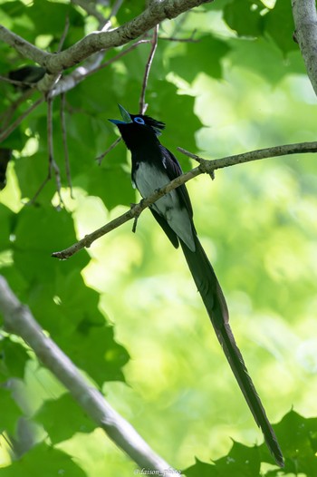 Black Paradise Flycatcher 八王子城跡 Mon, 6/13/2022