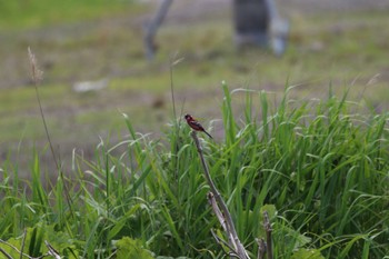 2022年6月20日(月) 札幌モエレ沼公園の野鳥観察記録