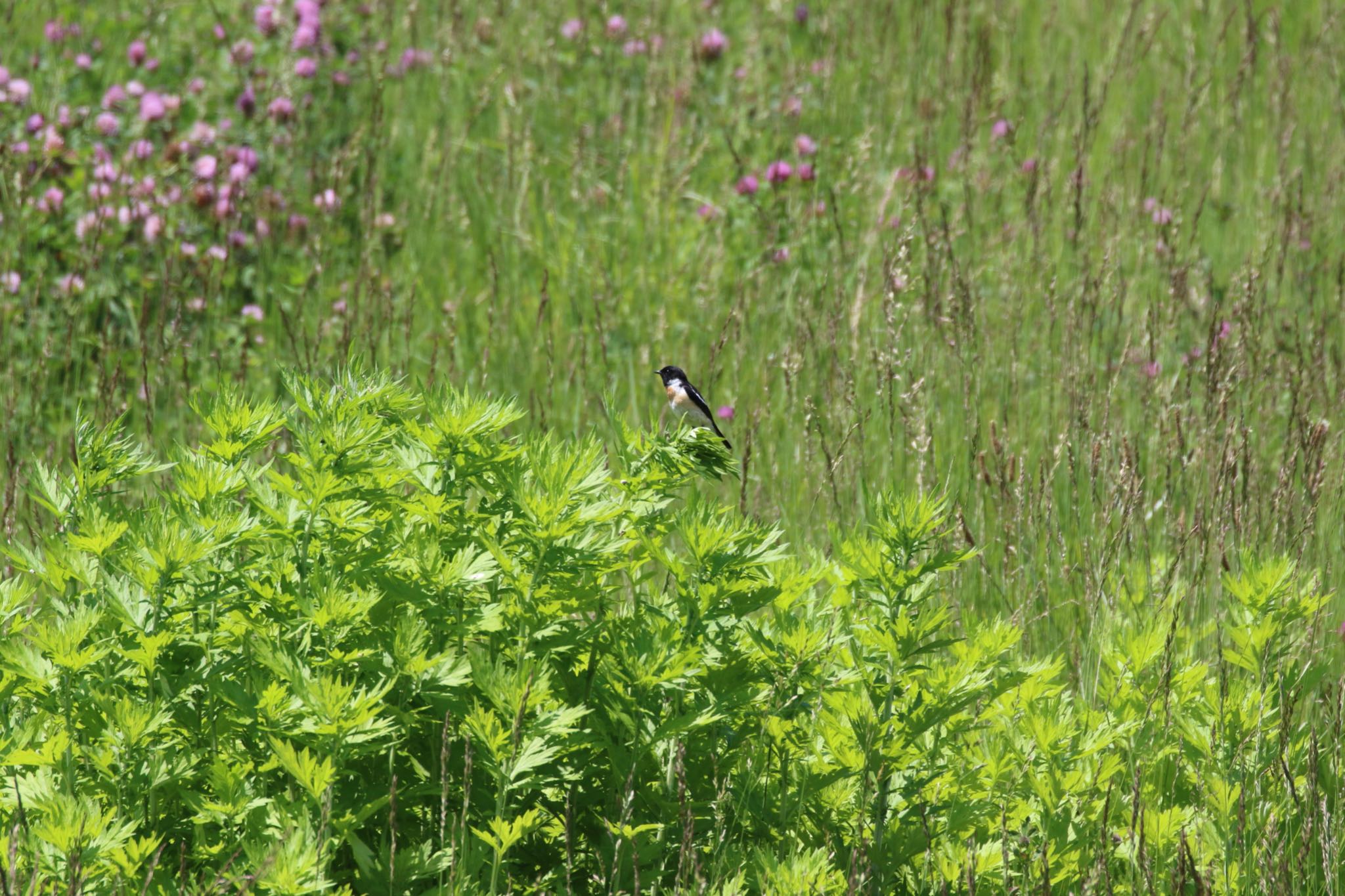 札幌モエレ沼公園 ノビタキの写真 by will 73