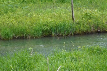 カワセミ 発寒川緑地(札幌市西区) 2022年6月2日(木)