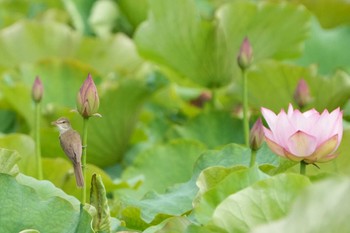 2022年6月19日(日) 明石市の野鳥観察記録