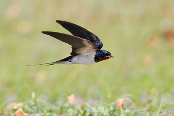 ツバメ 葛西臨海公園 2022年6月19日(日)