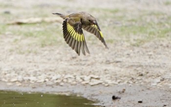 2022年6月20日(月) 各務原の野鳥観察記録