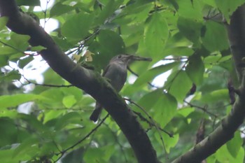 Fri, 6/17/2022 Birding report at 八王子城跡