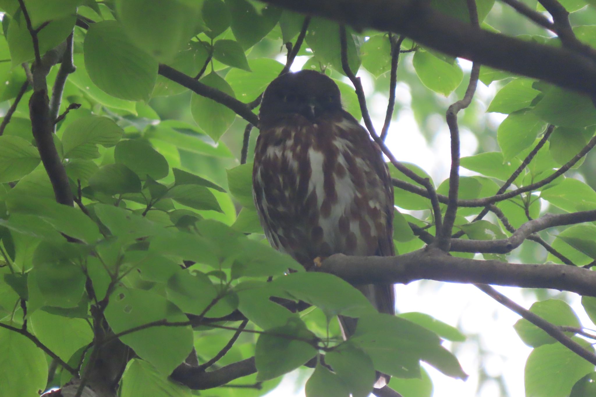 多摩森林科学園 アオバズクの写真 by 中学生探鳥家