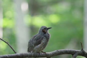 ヒヨドリ 旭山記念公園 2022年6月7日(火)