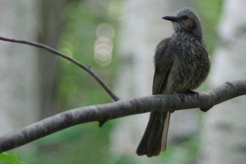 ヒヨドリ 旭山記念公園 2022年6月7日(火)