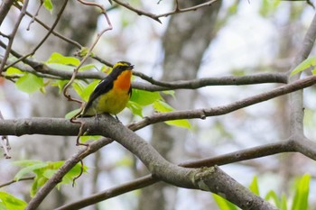 Narcissus Flycatcher 旭山公園 Thu, 5/12/2022