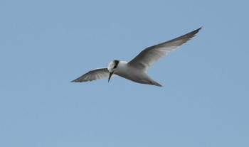 2022年6月19日(日) 葛西臨海公園の野鳥観察記録