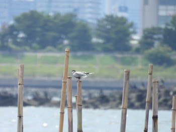 クロハラアジサシ 葛西臨海公園 2022年6月19日(日)