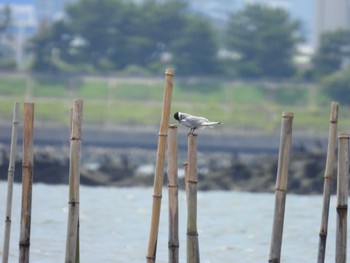 クロハラアジサシ 葛西臨海公園 2022年6月19日(日)