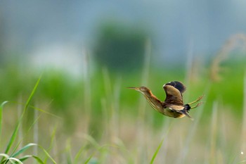 Yellow Bittern 福岡県 Sun, 6/19/2022