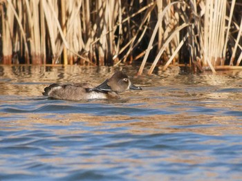 Ring-necked Duck Shin-yokohama Park Wed, 1/3/2018