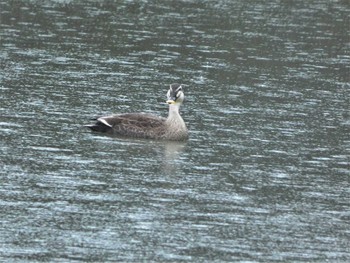 Eastern Spot-billed Duck Kenrokuen Sun, 5/1/2022