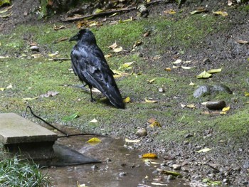 Large-billed Crow Kenrokuen Sun, 5/1/2022