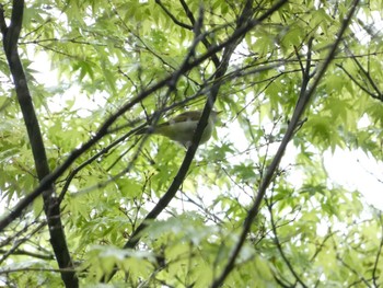 Japanese Bush Warbler Kenrokuen Sun, 5/1/2022