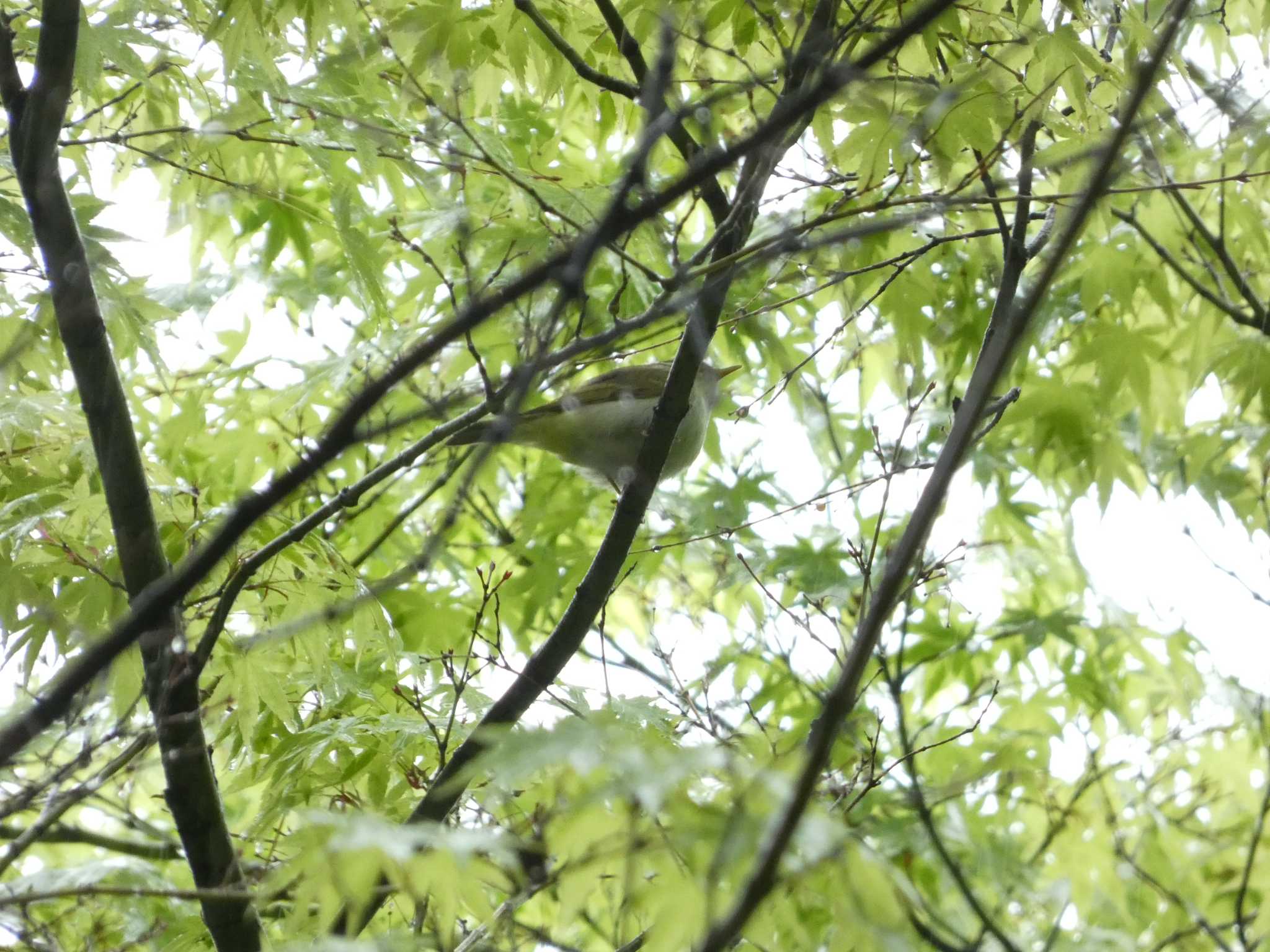 Japanese Bush Warbler