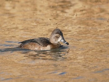 Ring-necked Duck Shin-yokohama Park Wed, 1/3/2018