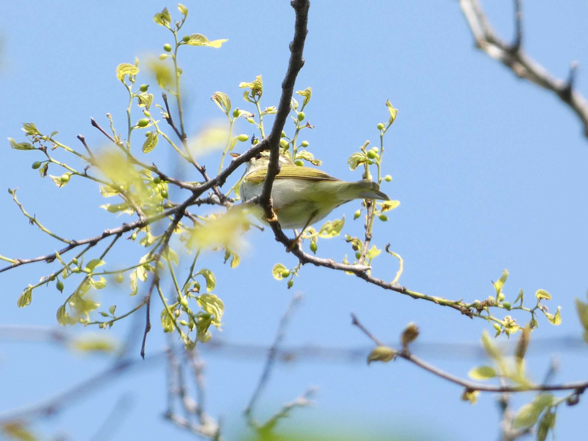 普正寺ノ森 ウグイスの写真 by koshi