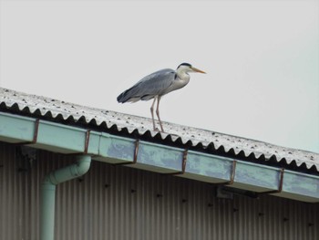 2022年5月2日(月) 金沢港の野鳥観察記録