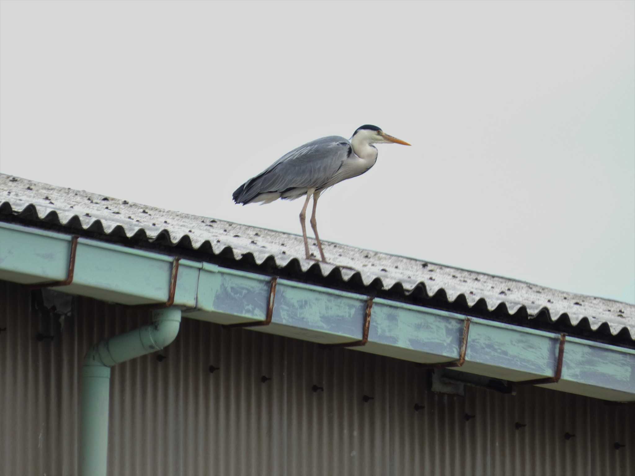 金沢港 アオサギの写真 by koshi