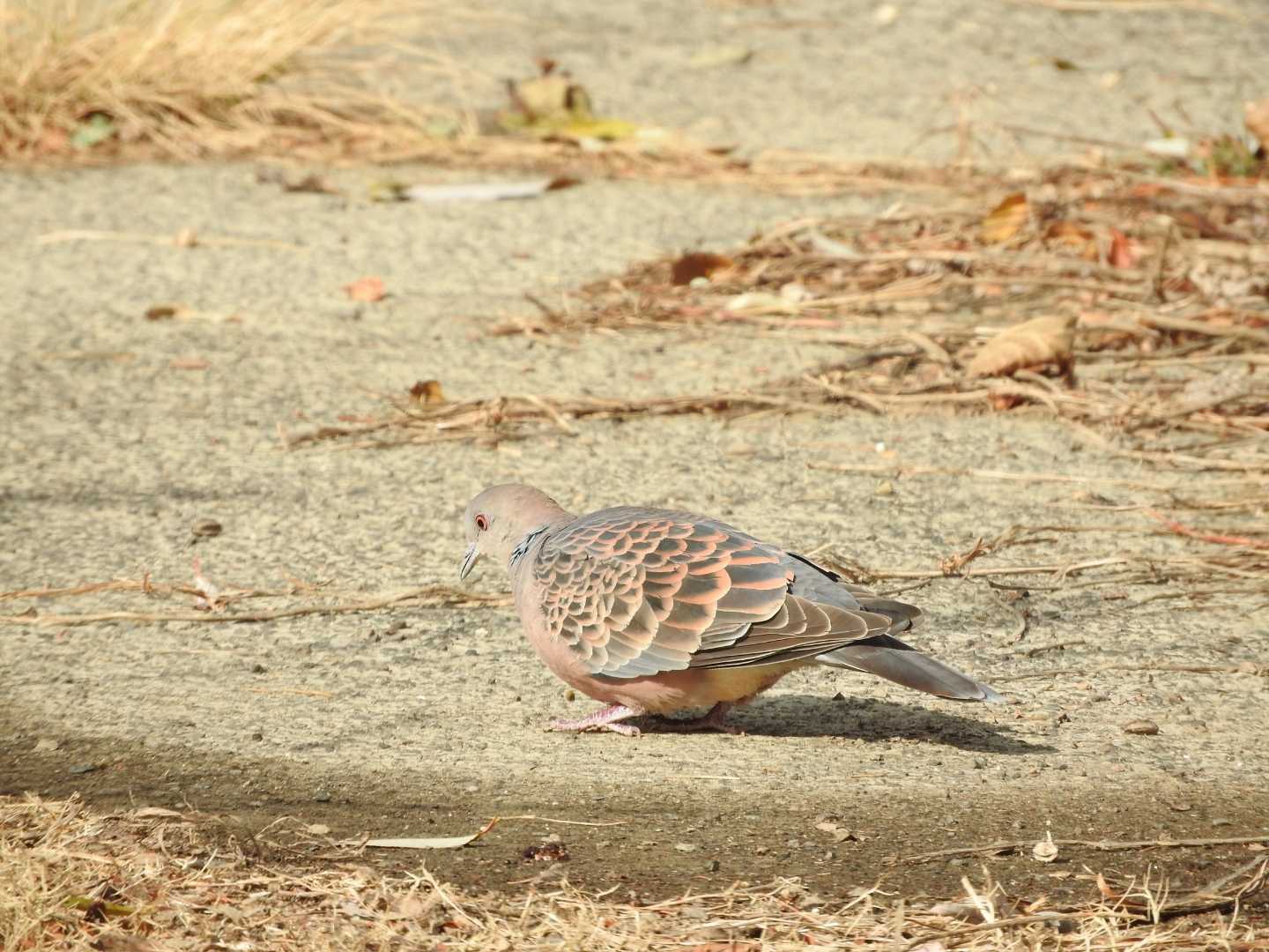 淀川河川公園（枚方地区） キジバトの写真 by ぴりか