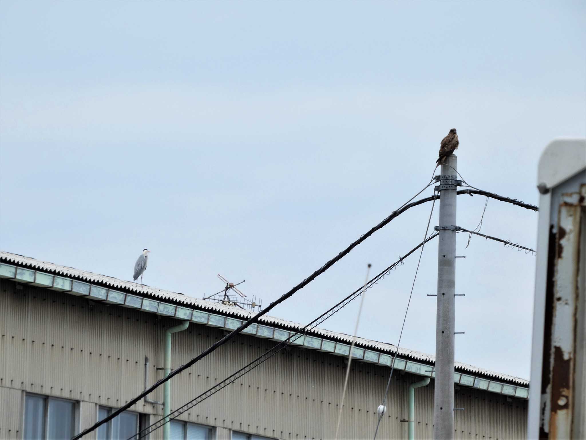 Grey Heron