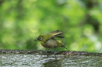 メジロ 権現山(弘法山公園) 2022年5月26日(木)