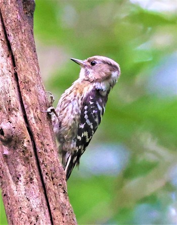 Japanese Pygmy Woodpecker 近所の林道 Sun, 6/19/2022