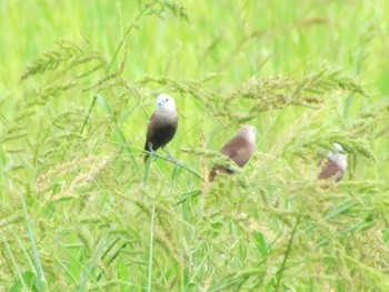 White-headed Munia Langkawi Island(General Area) Unknown Date