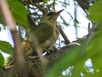 2022年6月21日(火) 福井緑地(札幌市西区)の野鳥観察記録