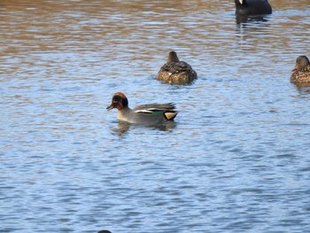 コガモ 淀川河川公園（枚方地区） 2018年1月4日(木)