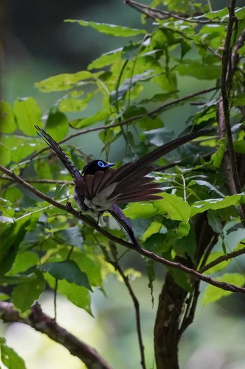 サンコウチョウ 場所が不明 2022年6月20日(月)