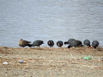 オオバン 淀川河川公園（枚方地区） 2018年1月4日(木)