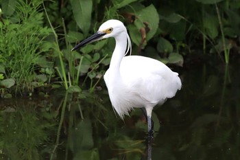 コサギ 新横浜公園 2022年5月22日(日)