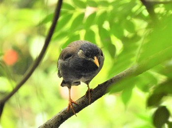 White-cheeked Starling 平塚市総合公園 Tue, 6/21/2022