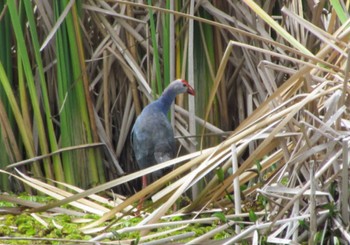 Grey-headed Swamphen Langkawi Island(General Area) Unknown Date