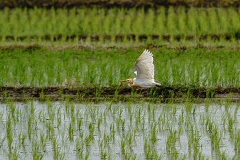 アマサギ 海老名市 2022年6月21日(火)