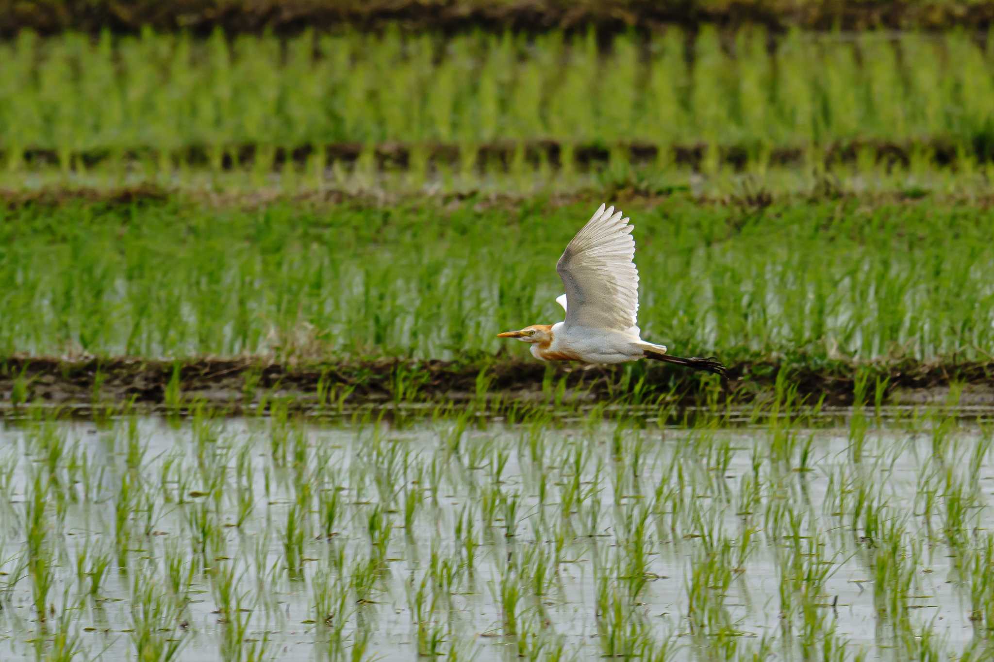 海老名市 アマサギの写真 by Tosh@Bird