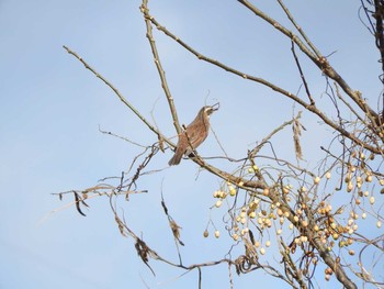 ツグミ 淀川河川公園（枚方地区） 2018年1月4日(木)