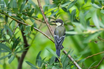 Japanese Tit 境川遊水地公園 Sun, 6/12/2022