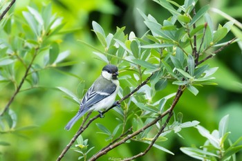 Japanese Tit 境川遊水地公園 Sun, 6/12/2022