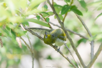 Warbling White-eye 境川遊水地公園 Sun, 6/12/2022